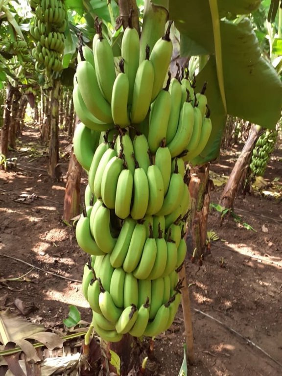 شرکت بازرگانی پیشه ور
با سابقه چندین ساله در واردات موز سبز
واردات تخصصی موز سبز
خرید و ترخیص موز سبز در کمترین زمان وبا نازلترین قیمت
خرید تمامی برندها
حافظ 09146013129
امین 09120127332
#صادرات #واردات #موز #موز_سبز #سرخانه #میوه