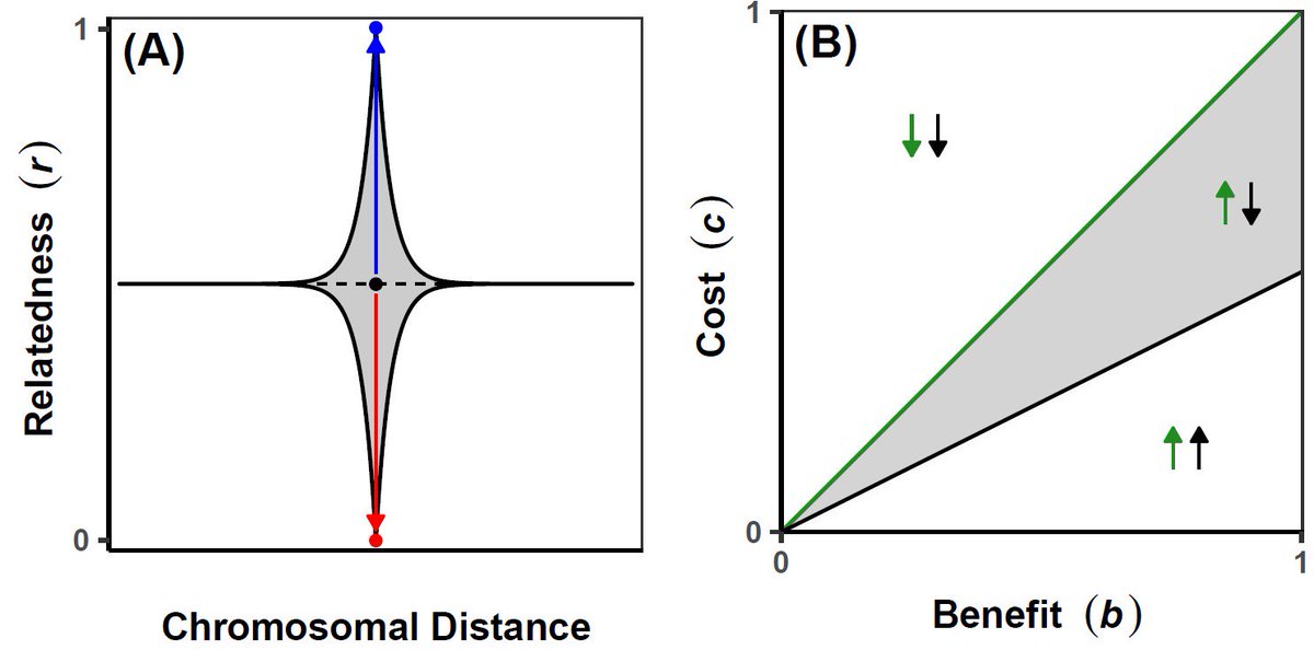 Dr Laurie Belcher (@lauriebelch) on Twitter photo Our new paper 'Greenbeard Genes: Theory and Reality' out now in <a href="/Trends_Ecol_Evo/">Trends in Ecology & Evolution</a> <a href="/MilnerCentre/">Milner Centre for Evolution</a> <a href="/PGMadgwick/">Philip Madgwick</a> cell.com/trends/ecology… Our new paper 'Greenbeard Genes: Theory and Reality' out now in <a href="/Trends_Ecol_Evo/">Trends in Ecology & Evolution</a> <a href="/MilnerCentre/">Milner Centre for Evolution</a> <a href="/PGMadgwick/">Philip Madgwick</a> cell.com/trends/ecology…