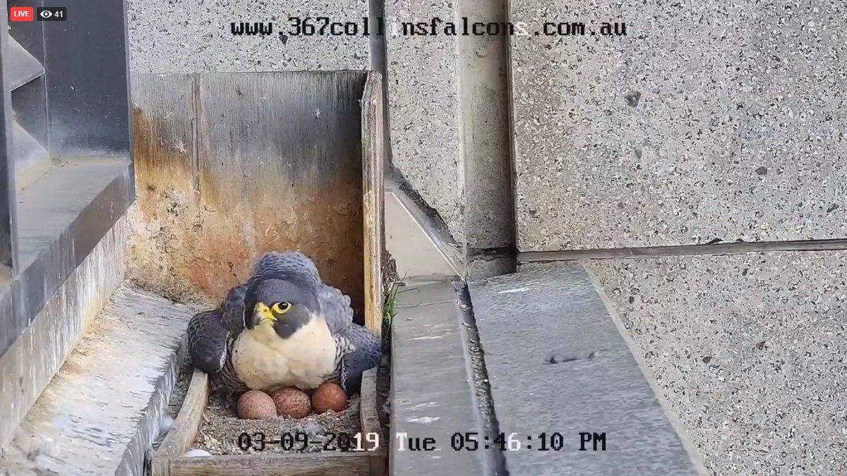felixexplody's tweet image. The 367 Collins Street peregrine falcons are back, and they’ve got 4 eggos! 😃🦅🥚‼️ facebook.com/367collinsfalc…