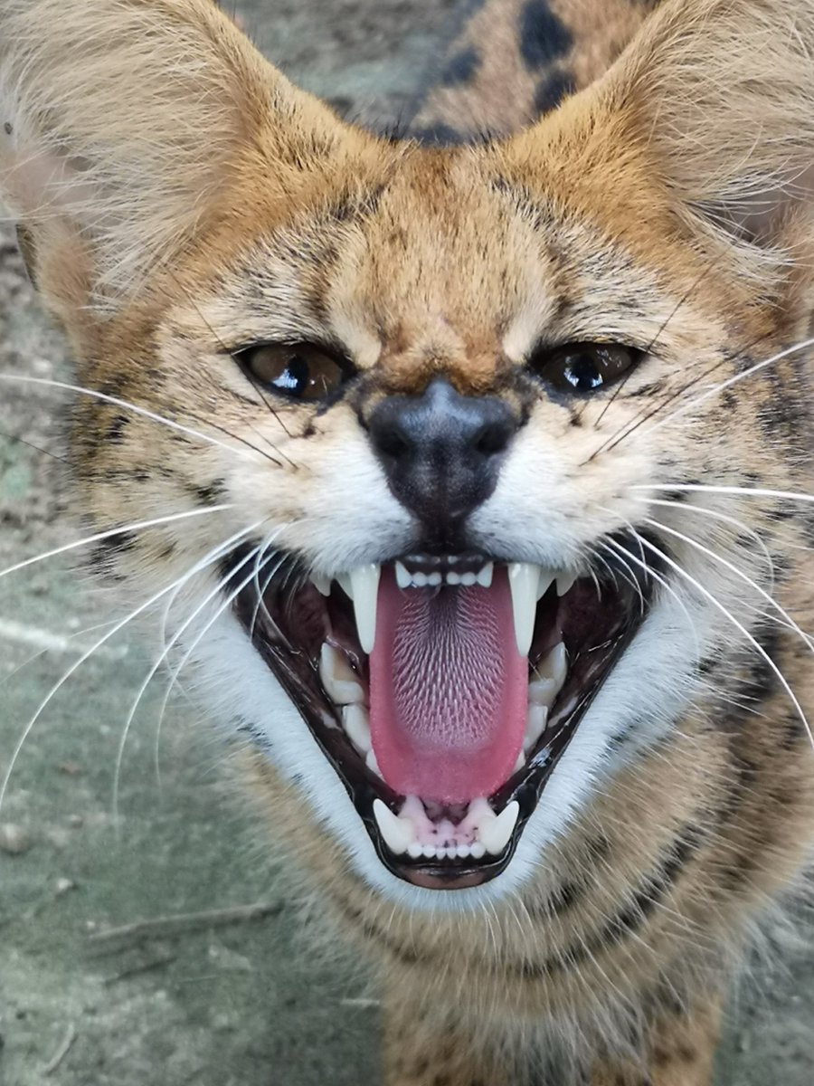 群馬サファリパーク【公式】 on X: 