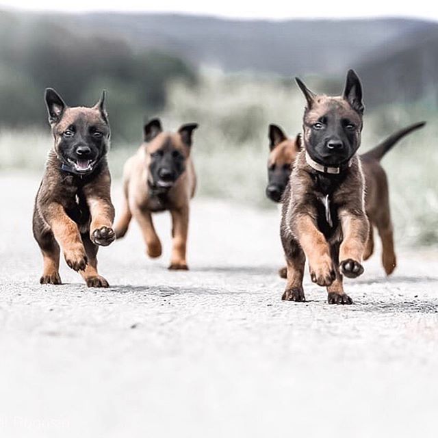 By @tactical_k9_family 🙌🏻🙌🏻🙌🏻 #goals

Use #malinoislovers to get featured🐕
-------------------------------------------------
#malinois#malinoislovers#animals#pets#dog#goals#boss#cute#love#happy#photooftheday#insta#lol#beauty#iphone#life#amazing#famil… ift.tt/2Zw53zY