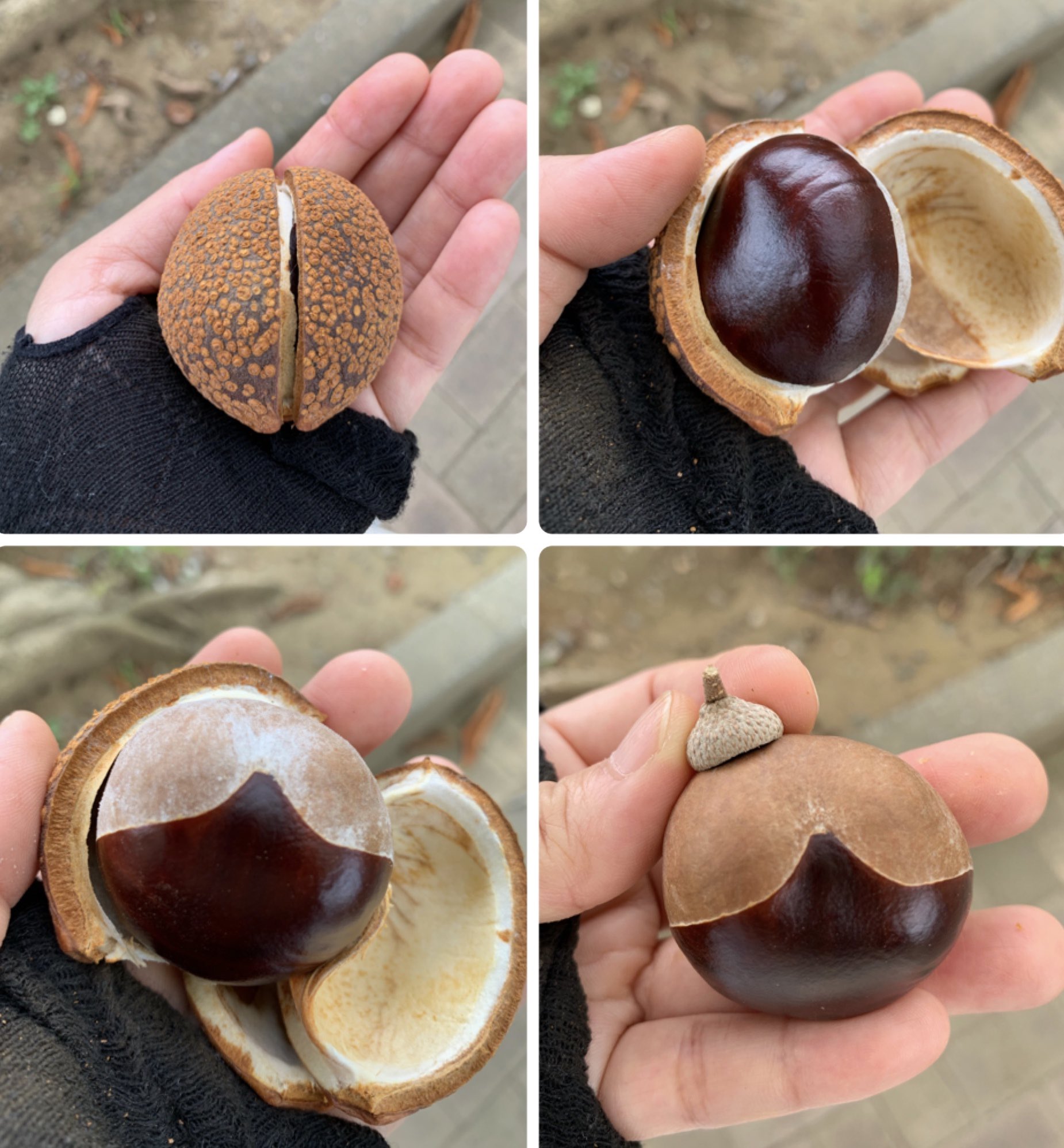 Inori No Twitter 広い公園に行ったところ トチノキの実が落ちていました ˆoˆ 大福くらいある丸い実 の殻を開けると満足度の高いボリュームと形の実がごろっと出てきます 至福です ドングリの帽子を載せて おしりたんてい です 2枚目アプリで描きました 3