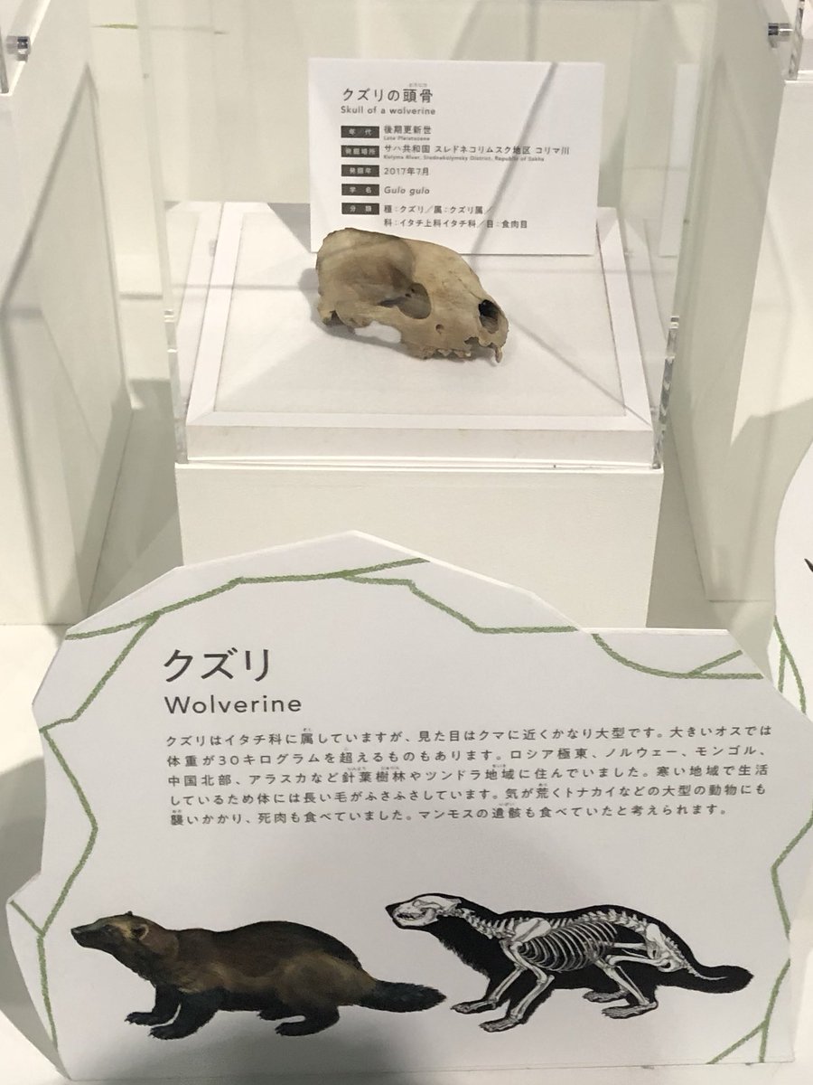 ゆうたs マンモス展にクズリ展示されてた ウルヴァリンsamuraiで言われてたクズリってこれだったのね ちゃんと英語名 Wolverineだ笑