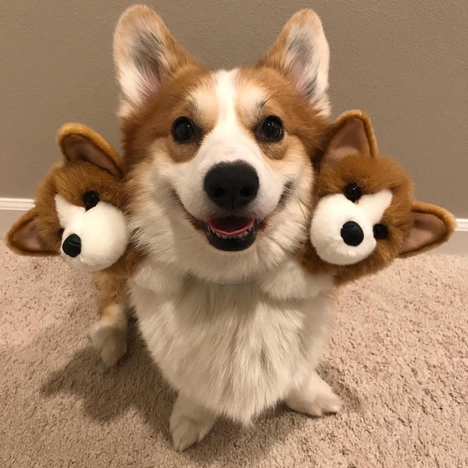 Botánico melocotón Restringido Seyla ❄️ Commissions open on Twitter: ""Los perros con tres cabezas dan mucho miedo" https://t.co/EW0lOZSmw9" / Twitter Botánico melocotón Restringido Seyla ❄️ Commissions open on Twitter: ""Los perros con tres cabezas dan mucho miedo" https://t.co/EW0lOZSmw9" / Twitter