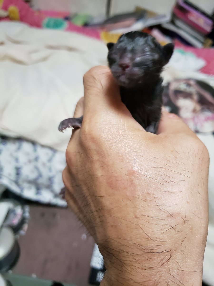 ピンクパンサー 花嫁募集中ポメラニアン On Twitter 拡散希望 生後数日の猫の赤ちゃん 里親急募です 恐らく生後数時間後保護 現在ヨーグルト与えてます 仕事で半日以上家を空ける事もあり 近々数日家を空けるので急いで里親探してます 排泄あり こちら大阪市