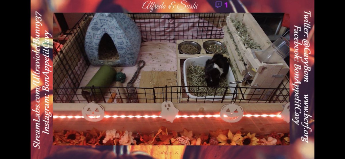 CavyBon's tweet photo. We are LIVE everyone! Come check us out at https://t.co/xLtyS0cqdB featuring relaxing music, lights, and cute piggy butts running around! Don’t forget to donate to https://t.co/rrwZdpaaFP for toys and https://t.co/4ZhLElsIBi to help us find a cure! https://t.co/75OhO9Vq2B