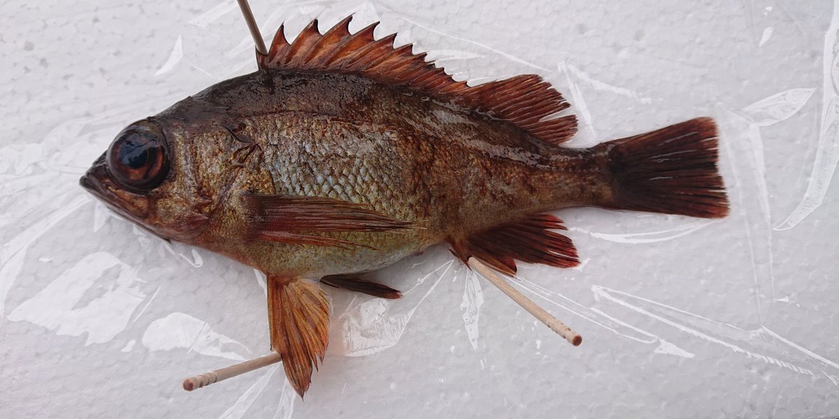 ながおさ マルコバン なんか 平たい魚好きだな これは食べてみたい魚 幼魚はエモい ながおさ マルコバン なんか 平たい魚好きだな これは食べてみたい魚 幼魚はエモい