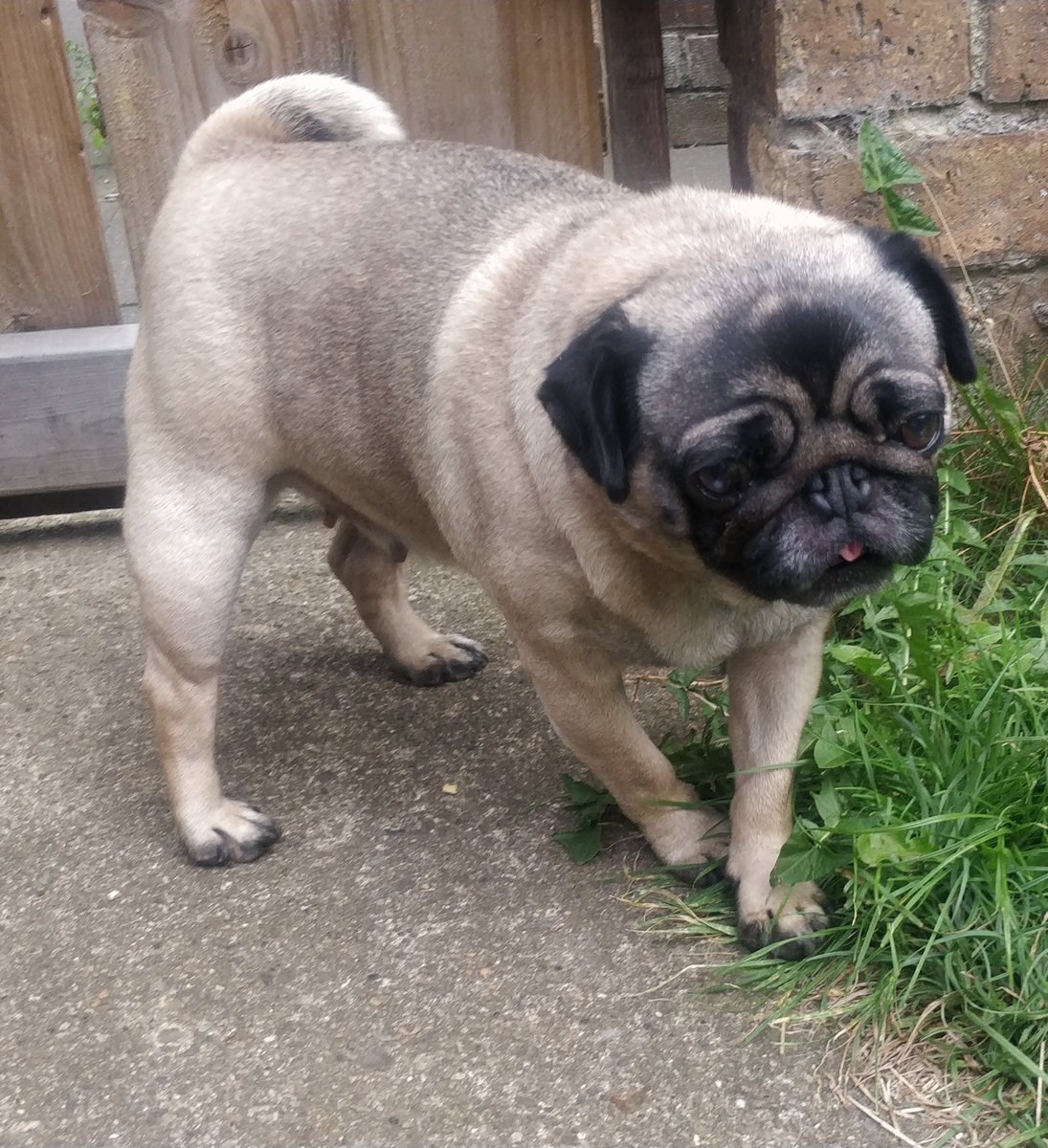 Lesley White On Twitter Female Black And Tan Short Haired Pug