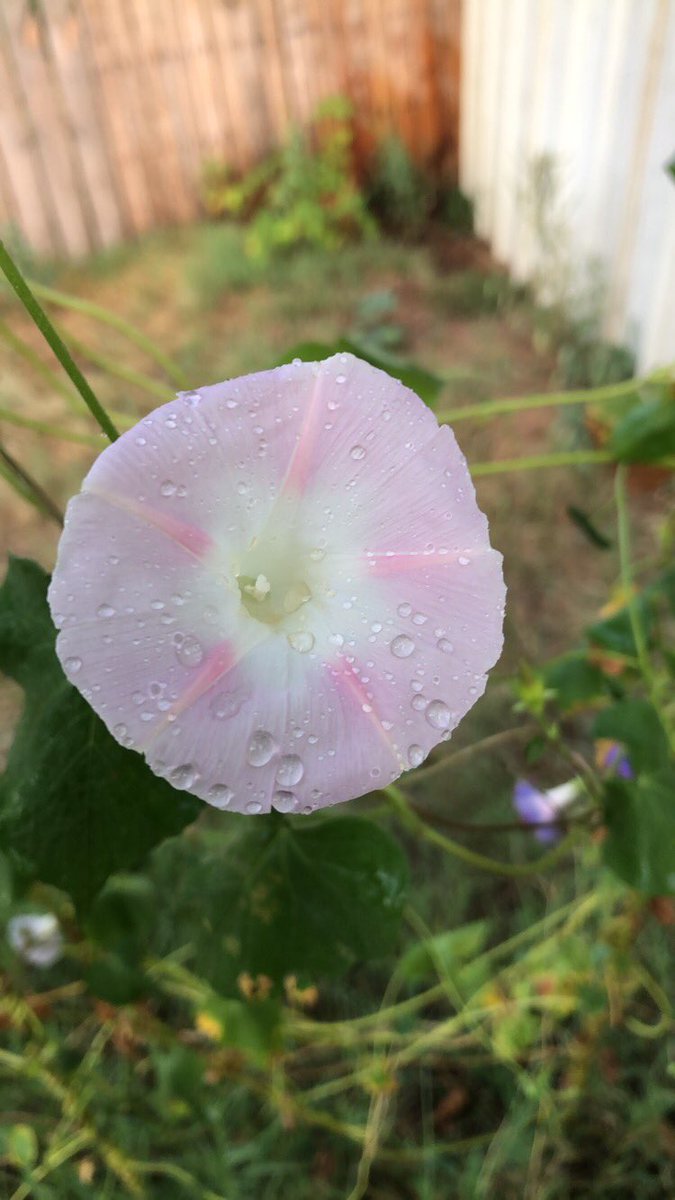 CovenLunar's tweet photo. What a “glorious” morning 😏🥰😂 #blessedbe #witches #morningglory #lunarlightscoven #nontraditional https://t.co/PoGuHBHbHo