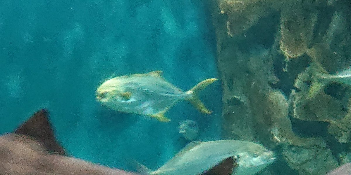 ながおさ マルコバン なんか 平たい魚好きだな これは食べてみたい魚 幼魚はエモい ながおさ マルコバン なんか 平たい魚好きだな これは食べてみたい魚 幼魚はエモい