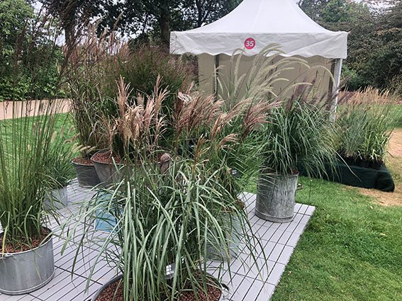 Come and see us at RHS Wisley for our last trade show of the year. We're here from today until Sun 8th, with a selection of our gorgeous grasses including: Miscanthus sinensis Malepartus, Pennisetum Fairy Tails, Panicum virgatum Warrior and Pennisetum alopecuroides Moudry