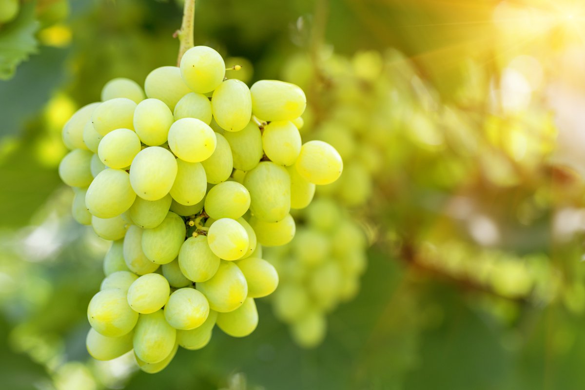 Three new publications based on <a href="/NRGene/">NRGene</a>'s #DeNovoMAGIC #genome assemblies, including two phased heterozygous genomes of grape and Prawn:

Shine Muscat grape doi.org/10.1101/730762
Soybean doi.org/10.1111/tpj.14…
Prawn doi.org/10.1038/s41598…