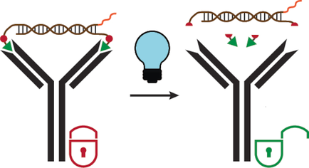 ChemBioChem's tweet photo. #Photocleavable bivalent peptide-DNA locks: #opticalcontrol of #antibody activity (Merkx @TUeindhoven) https://t.co/wIY1xRb9rl https://t.co/m5pKR2d60Y