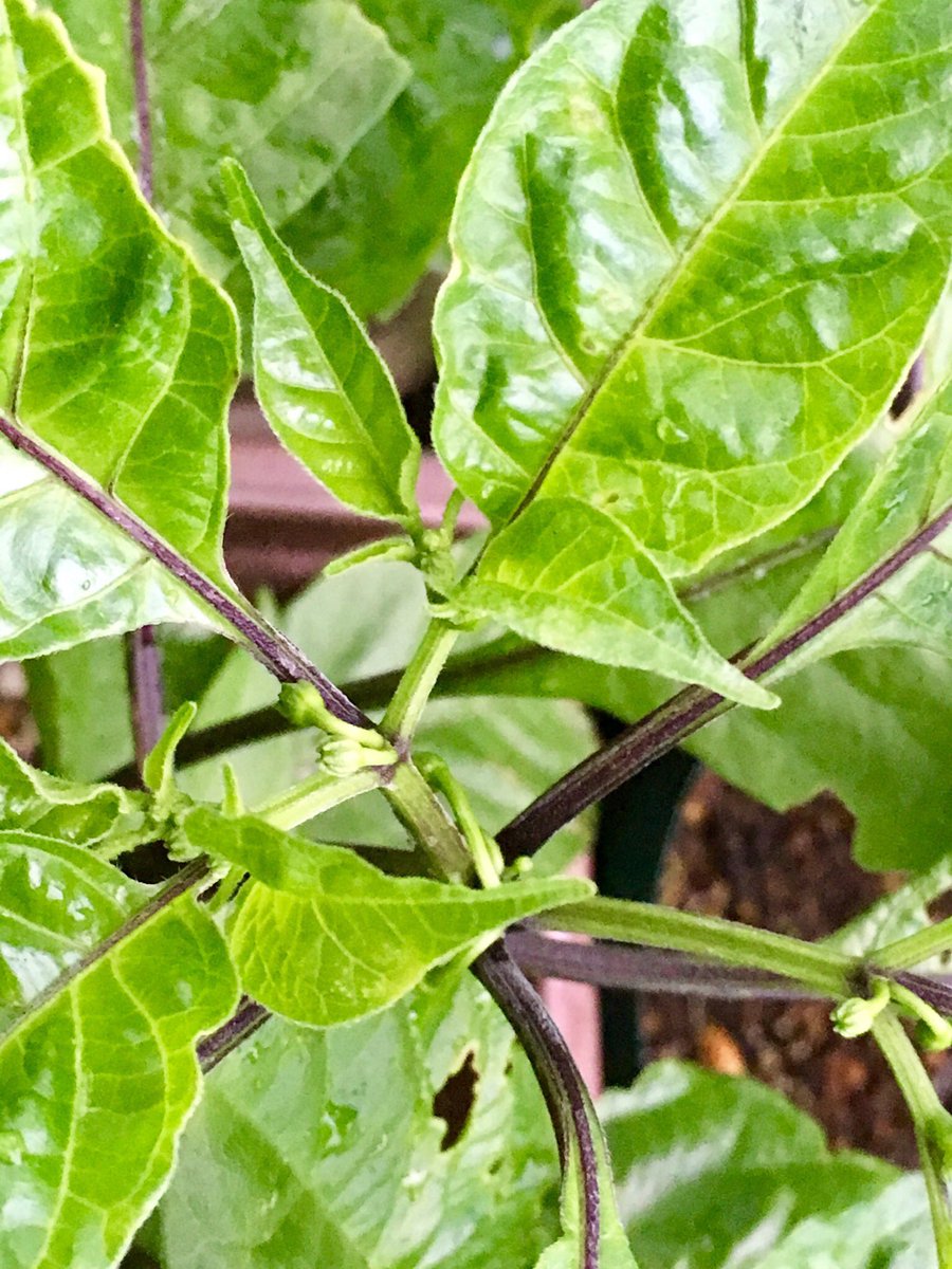 78 栽培実習 唐辛子 トウガラシ キャロライナ リーパー こちらは キャロライナ リーパーであっていると思います 花芽を確認しました 今年こそ 育てたいものです そして タネをとるのです そういえば 蚊だけでなく 葉を食べる害虫 恐らく