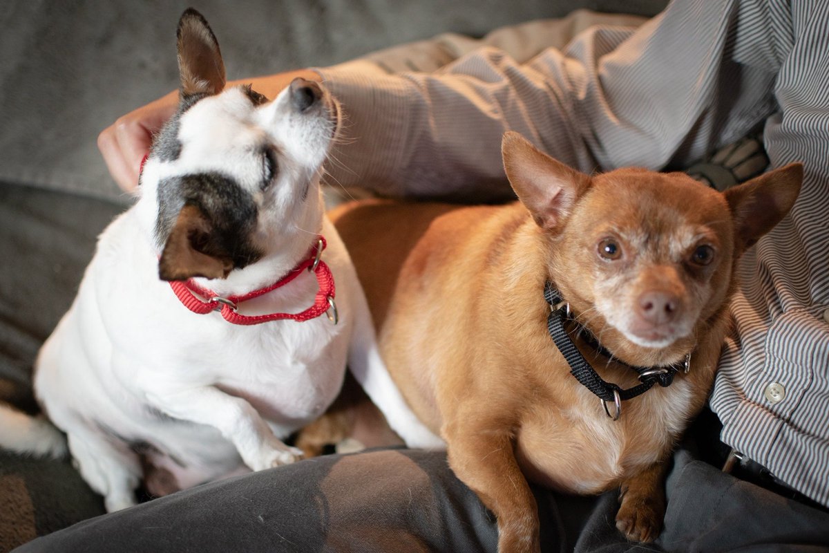 Meet our adorable adoptable pets and fill out an application today to make one of our rescued animals a part of your family! 🐾 novapetsalive.org/adopt❤️ #adoptdontshop #rescues #dogs #cats