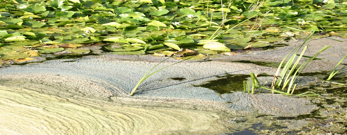 pj13302's tweet image. Interested in dissolved organic matter in freshwater ecosystems?  Our @NERCscience @DOMInFreshwater @GeogBristol @ogu_bristol @bangorsoil @CEHLakeEcoGrp Royal Society meeting is now open for registration: royalsociety.org/science-events…