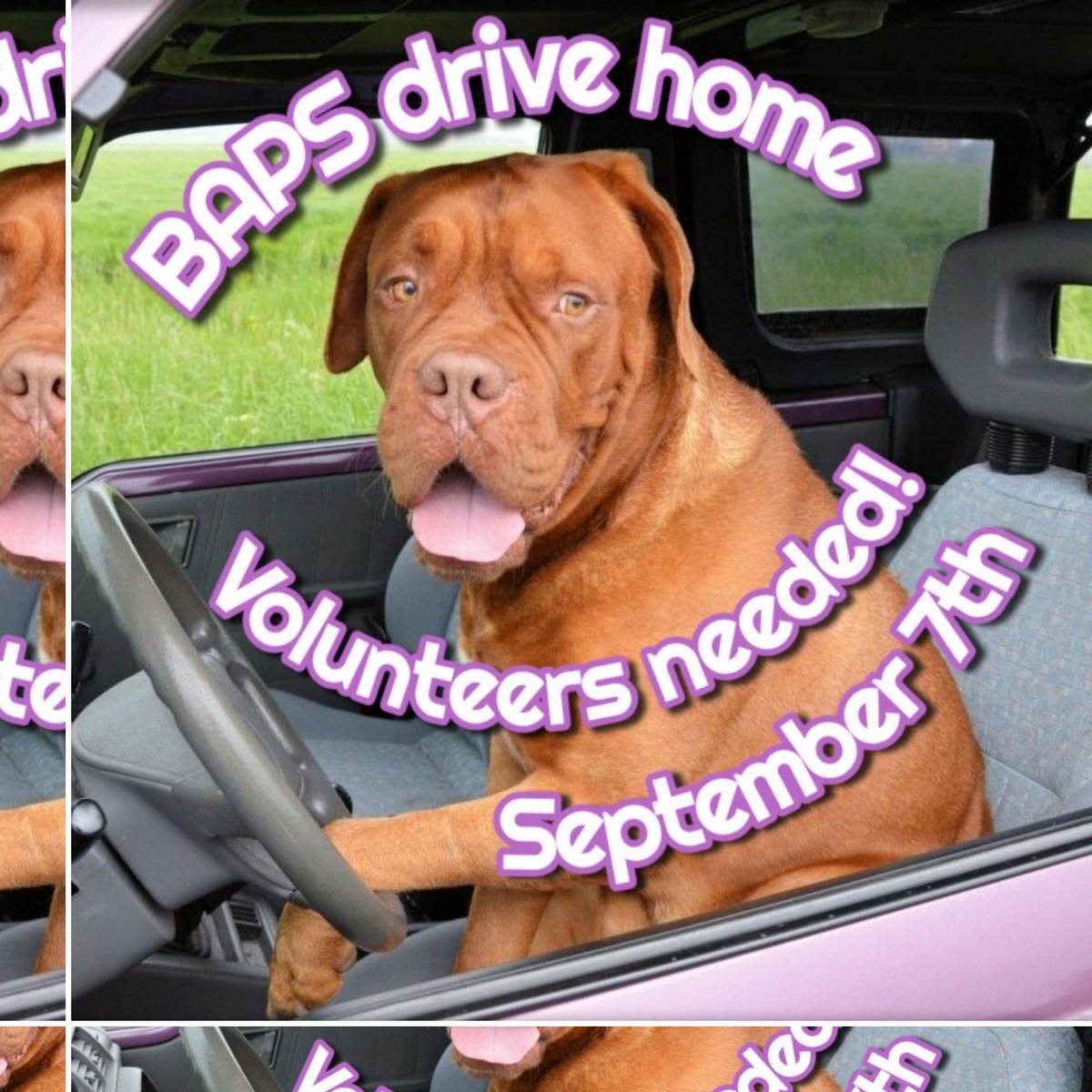 🐾Brooks Animal Protection Society🐾 tweet media