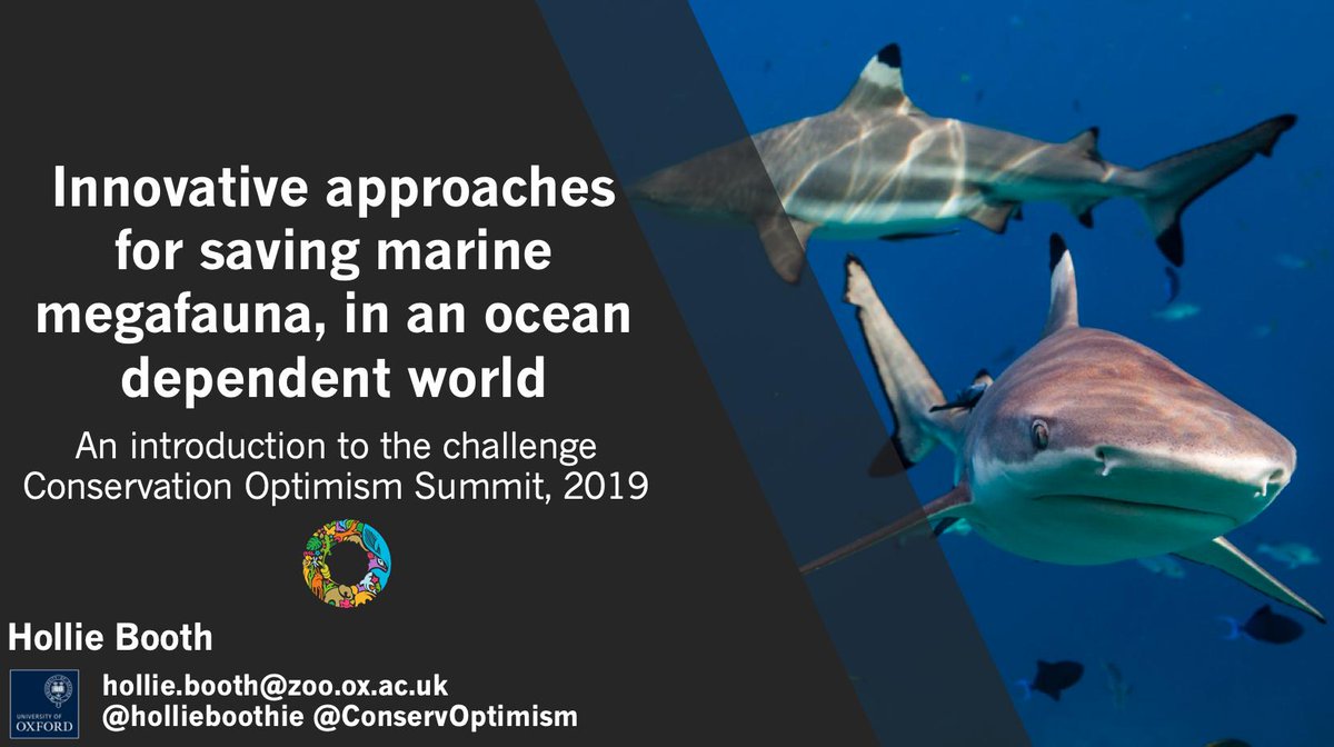 hollieboothie's tweet photo. It's @ConservOptimism summit day 2, &amp; this afternoon we'll be discussing innovative approaches for saving #MarineMegafauna, uniting global #fisheries #policy at @MSCecolabel with voices from small-scale fisheries in #India #Bangladesh #Indonesia. Join us! 2pm in PDR breakout room https://t.co/XSEUQOk8c3