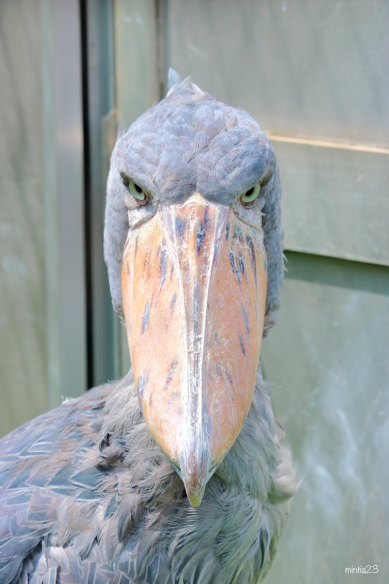 Mintia23 カメラ好き A Twitter カメラ目線でキメ顔のハシビロコウ 堂々としていてかっこいい 上野動物園の隠れた人気動物です ハシビロコウ 上野動物園 Mintia23 カメラ好き A Twitter カメラ目線でキメ顔のハシビロコウ 堂々としていてかっこいい 上野動物園の隠れた人気動物です ハシビロコウ 上野動物園