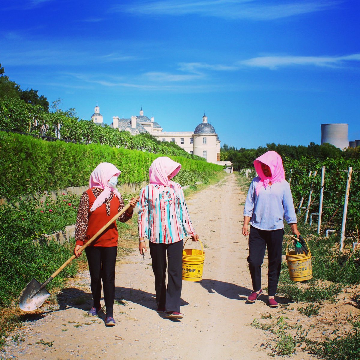 Colourful vineyard workers at the #changyumoserxv estate in #Ningxia #china Harvest is not far off now! 🍇 🍷 #harvest19