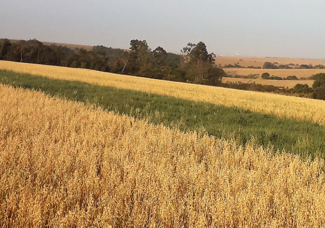 febrapdp's tweet photo. As culturas de inverno podem ser uma opção de rotação de culturas em substituição ao cultivo do milho safrinha. https://t.co/UvYlQEUwWc https://t.co/i5D5xld0AG