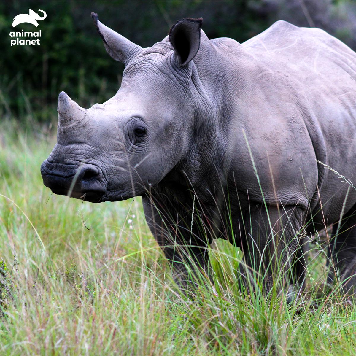 Animal Planet India on Twitter: Animal Planet India on Twitter: