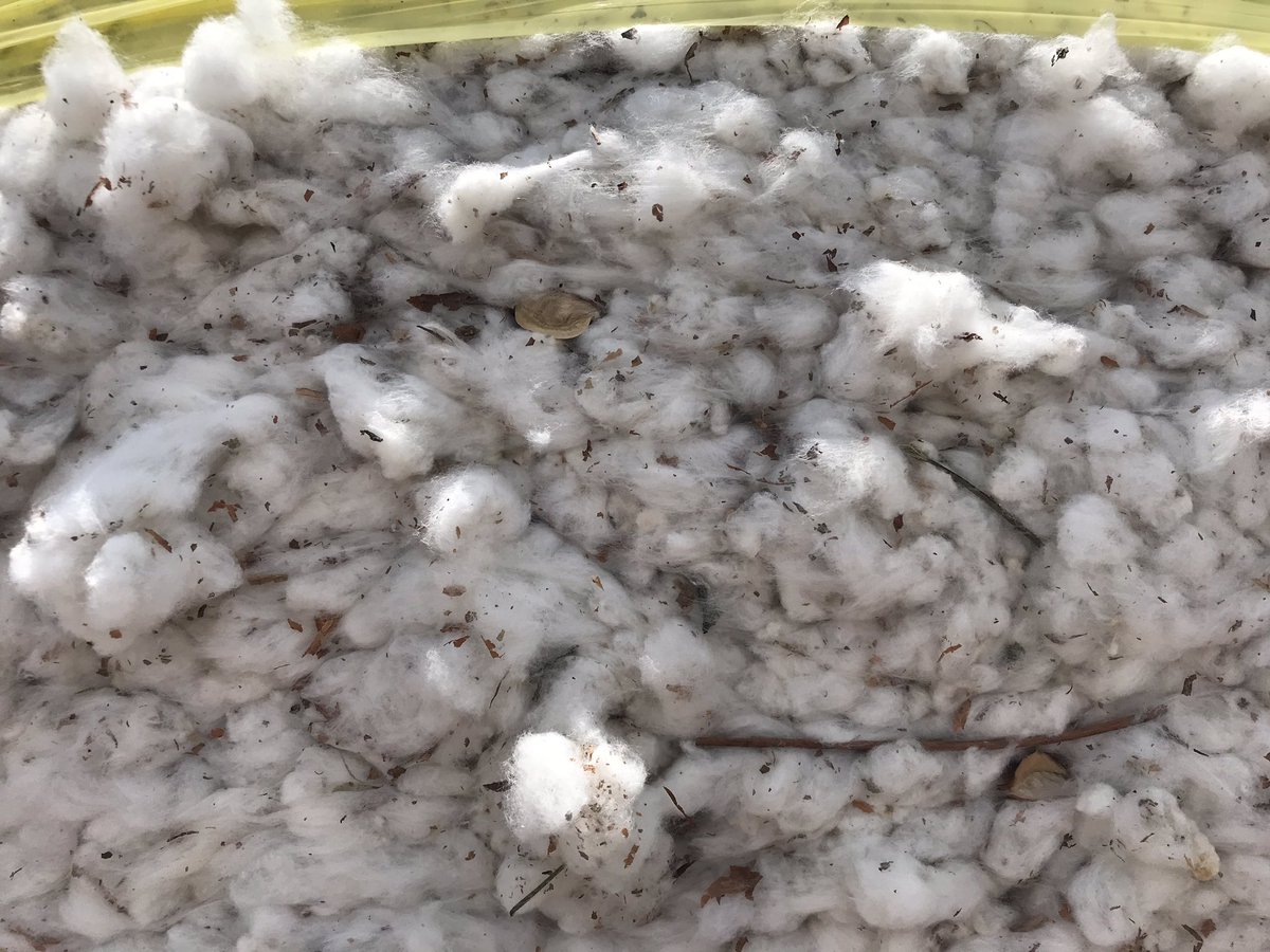 The bales of seed cotton are staged in groups of 4 (the length of a truck), & await pickup and transport to a gin for processing (where the lint is seperated from the seed):