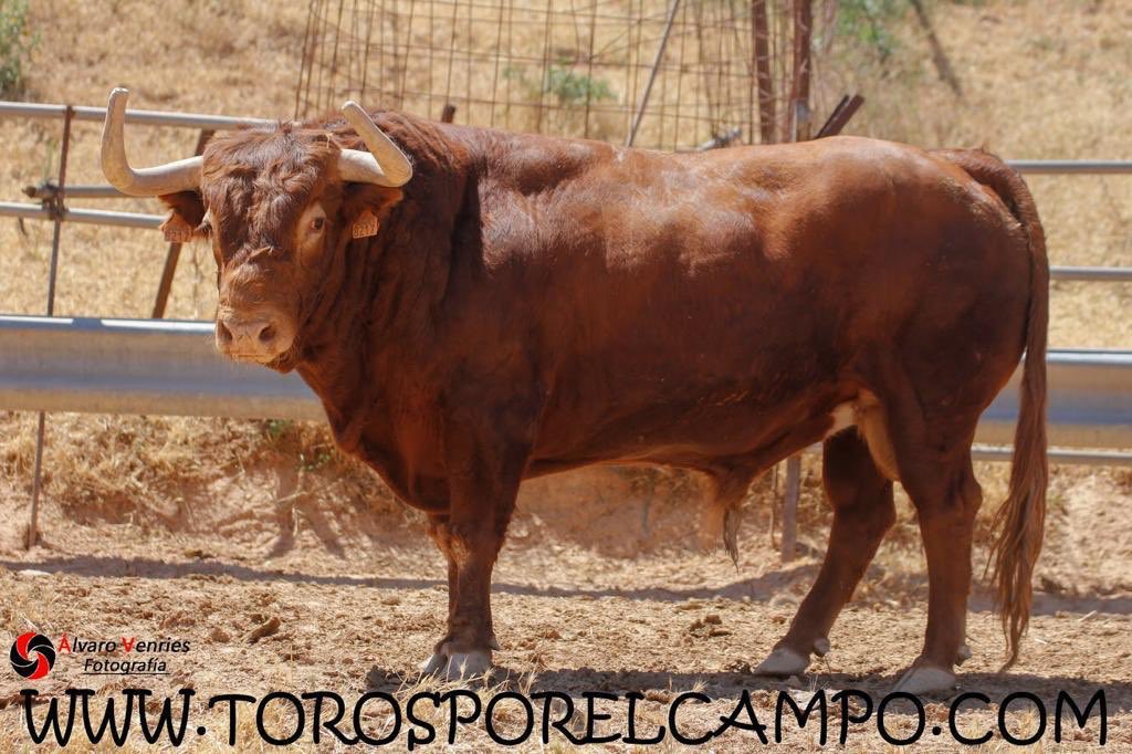 AmigosDelToro_'s tweet photo. Cada vez falta menos! 
NORICO 
9 de Septiembre 23:45 
os esperamos !! @PurezayCasta @U_ASOC_TAURINAS @Mundotorocom @TOROSXELCAMPO https://t.co/Vff7FYQ8av