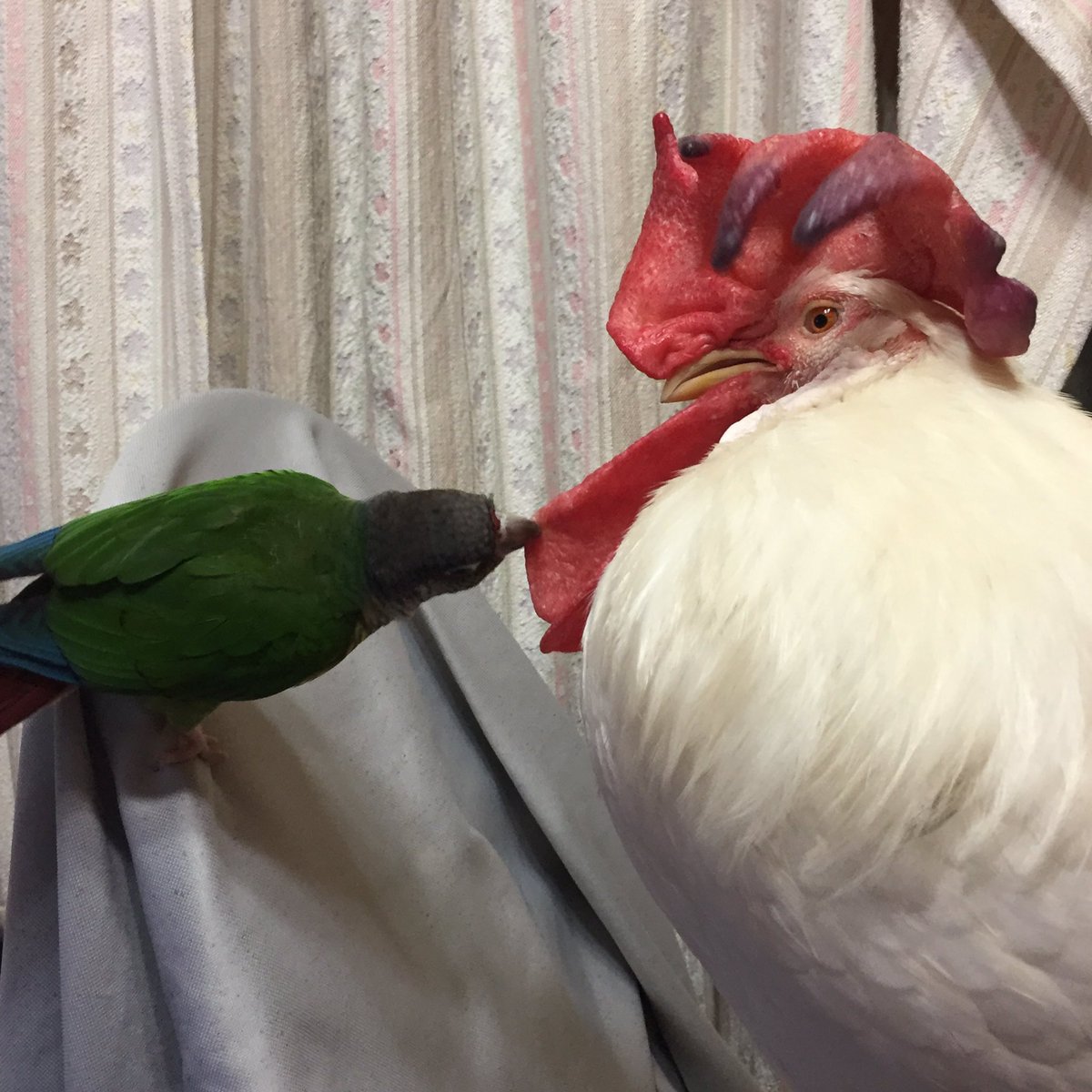 みほ うちのにわとりさん びろ ん ニワトリ ウロコインコ