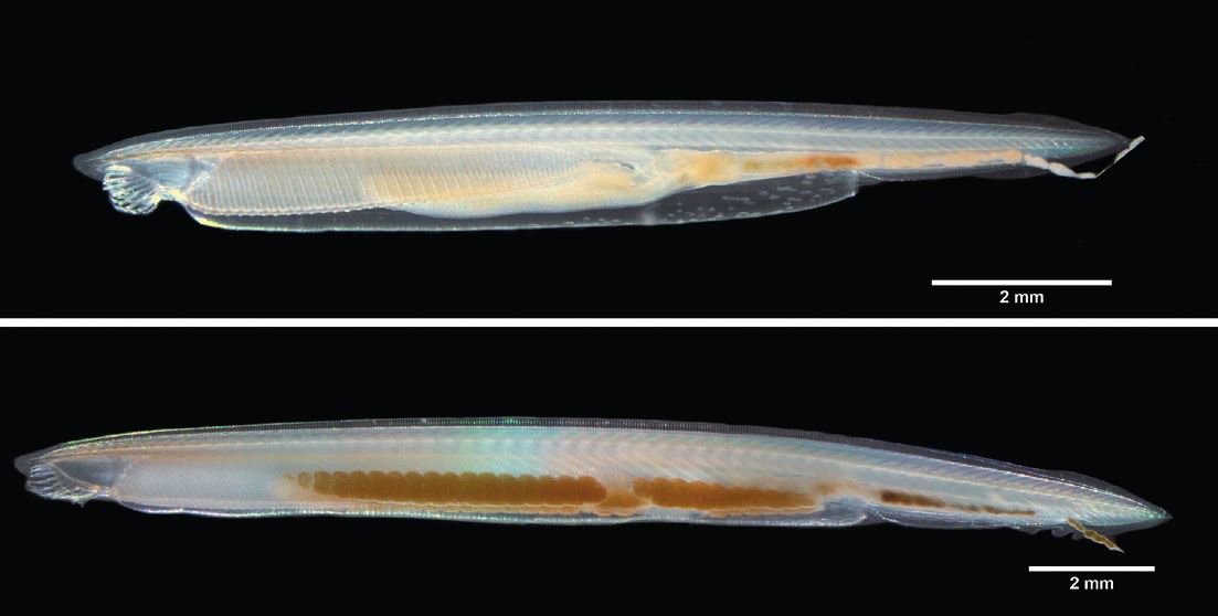 ZooKeys_Journal's tweet photo. Described back in 1893, the Californian #lancelet has so far been strictly associated with bare sandy areas. Now, it’s reported from #seagrass in the southern Gulf of California, Mexico.

Study: https://t.co/mJ6GL3bBR7 
#Ichthyology #Biodiversity #Biogeography #MarineSpecies https://t.co/1kdDLmIVjP