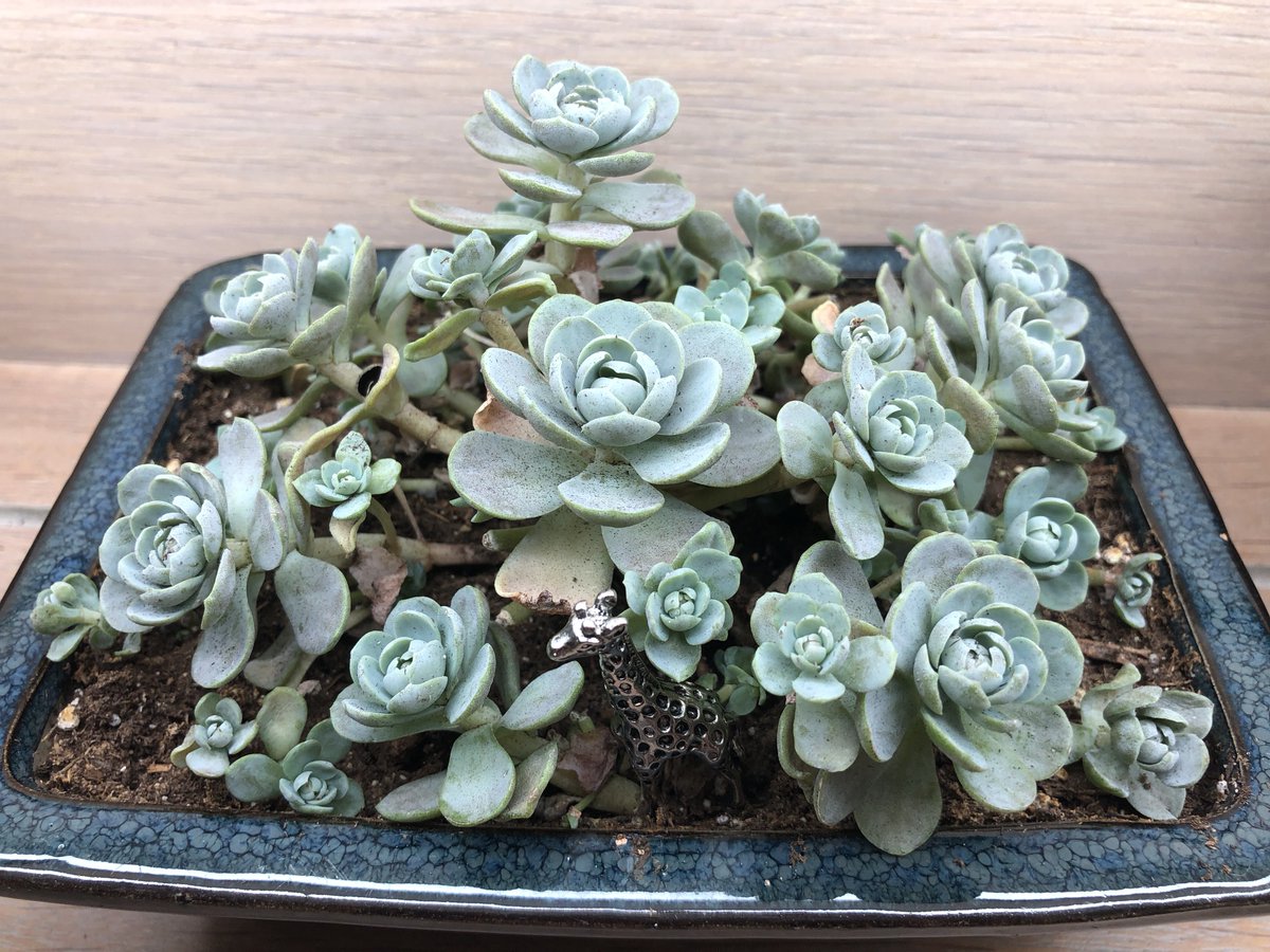 TaprootASMR's tweet photo. Dunce caps! Ack! So cute! Can you spot the giraffe? #succulents #duncecaps #houseplants #plantparent https://t.co/1L1M0QRNLe