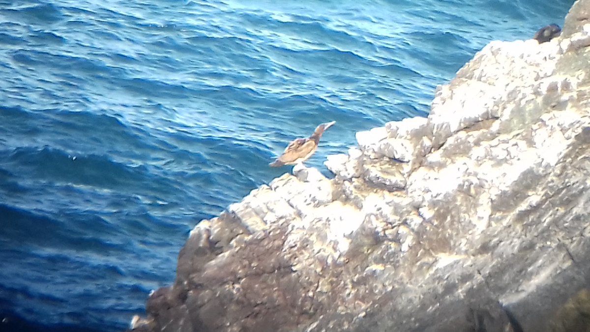 Brown Booby, Kynance Cove, Cornwall
