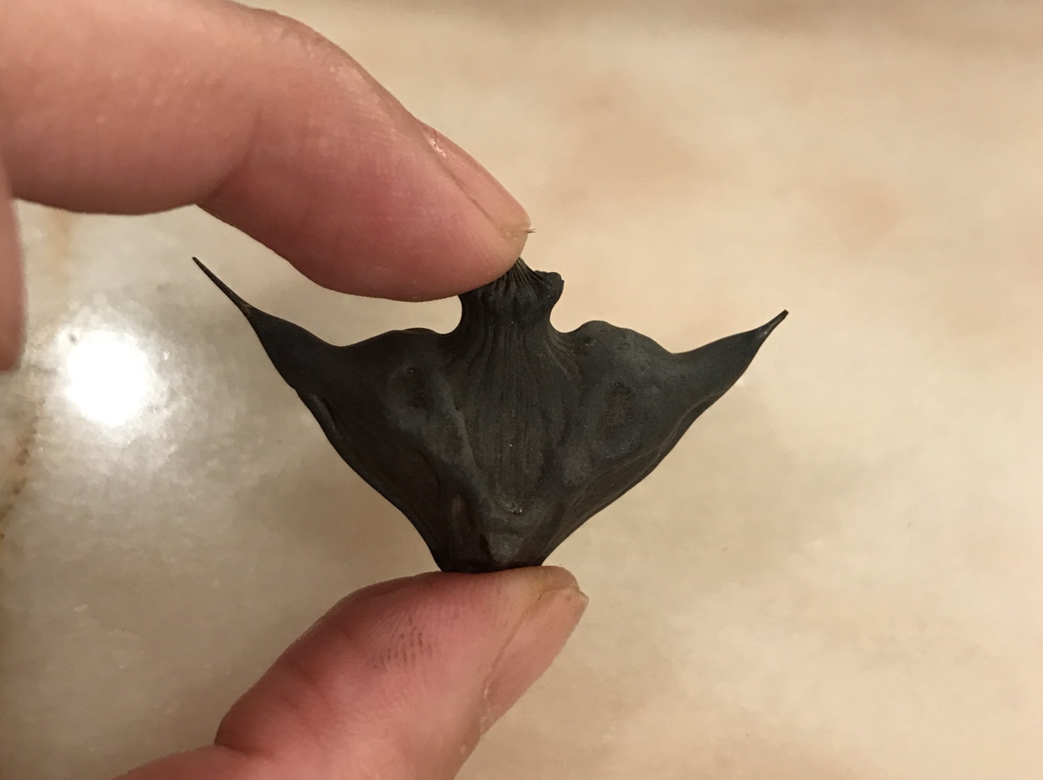 抄子 琵琶湖岸で拾ったヒシの実 マキビシみたいな植物 と思ったら 調べたらこれがマキビシそのものだった ものすごく尖っててさっきも整理中に指に刺さって泣きそう T Co Gucnfn9cka Twitter