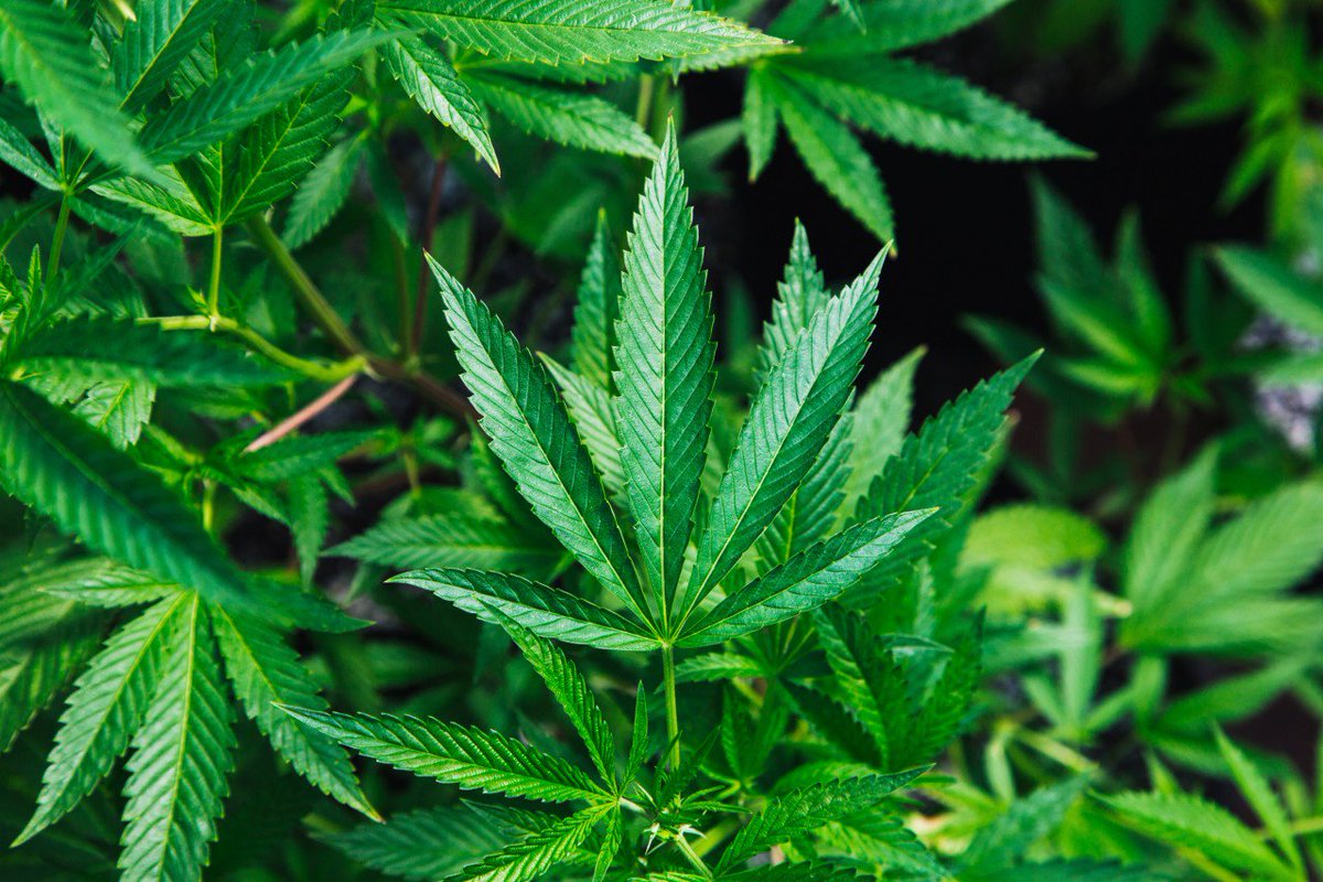 TheDrum's tweet photo. So, you’ve got legal cannabis? Here’s how to market it https://t.co/5X6iozrUuA https://t.co/kIT1KL8LAU