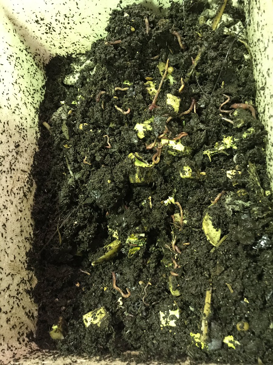 PrestonsPatch's tweet photo. Yesterday we learnt about worms and today we made our own worm hut. We���re looking forward to using the worm juice to feed our plants 🌱 @PrestonsPS #liverpoolcouncil #wasteeducation #envirocom https://t.co/Tx37PNubqY