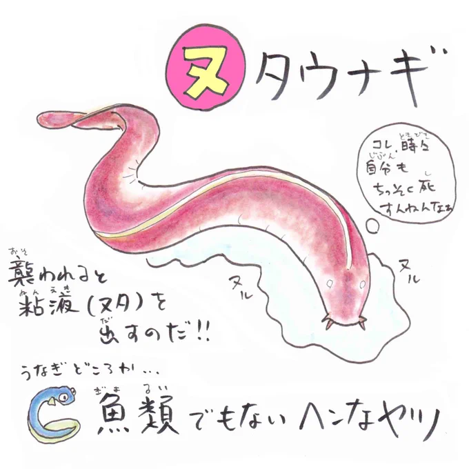 【ヌ】#ヌタウナギ
敵に襲われるとヌルヌルの粘液(ヌタ)を出す。韓国では食べるしなんだったら皮で高級財布やカバンをつくる。
厳密に言うと魚類でもない、超変なやつ!
#あいうえおさかな #韓国グルメ 