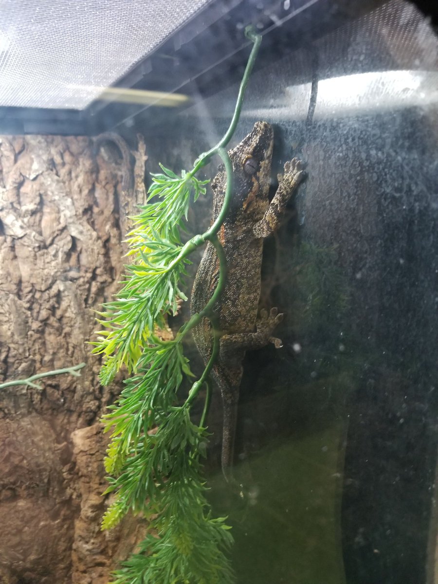 ddominuswild's tweet photo. Gargoyle Gecko (Rhacodactylus auriculatus) https://t.co/zlqCwWfG6Z