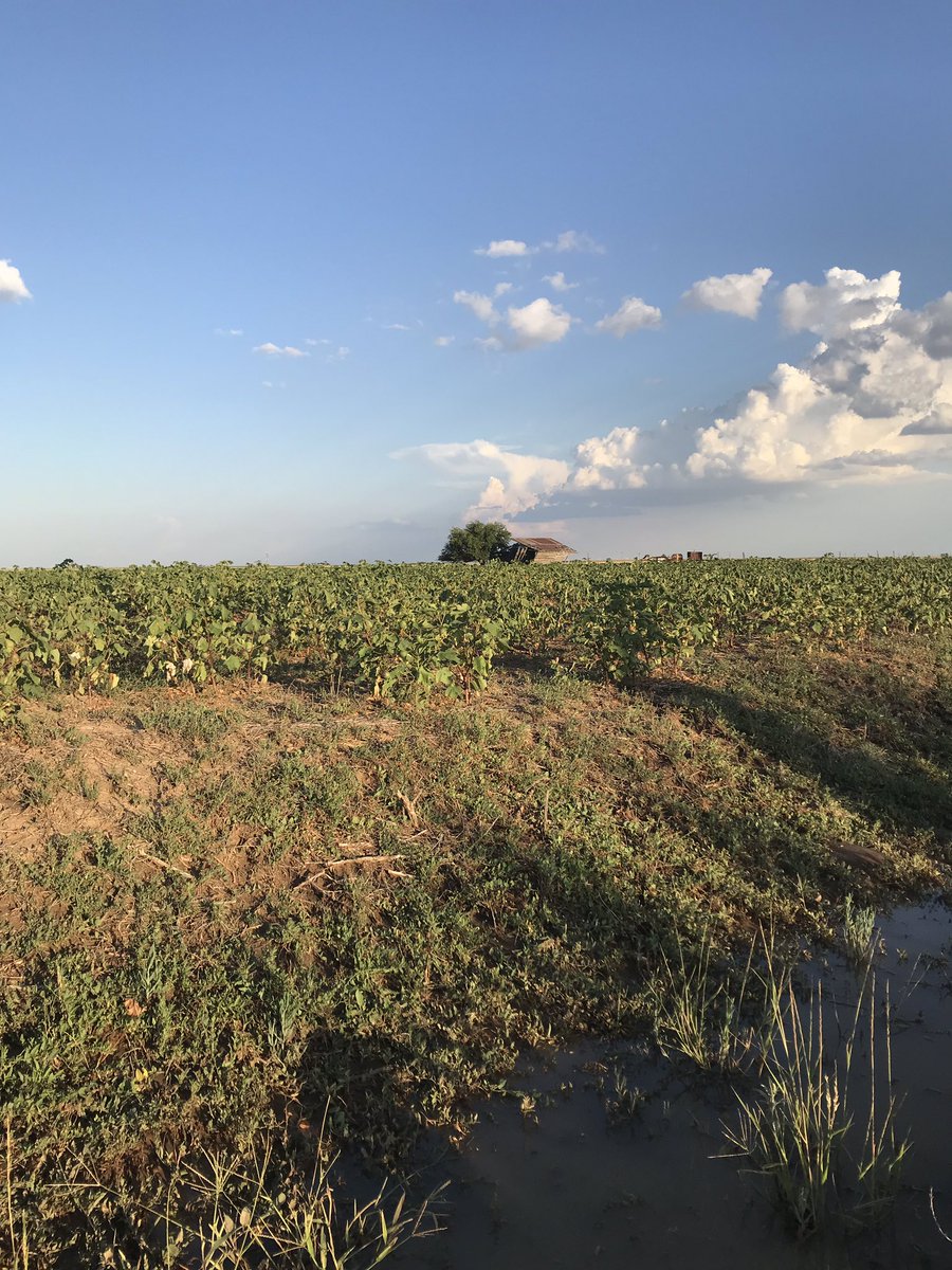 MidMoFarmBoy's tweet photo. Dryland Cotton around Claytonville, TX (Swisher county) is not looking good.   Hopefully the 2” of rain this field received on Sunday will help.   #cotton https://t.co/WEIY7kK0yE