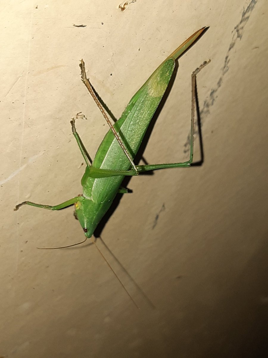 怒号男 いい加減このバッタの種類を知りたい めちゃくちゃいます