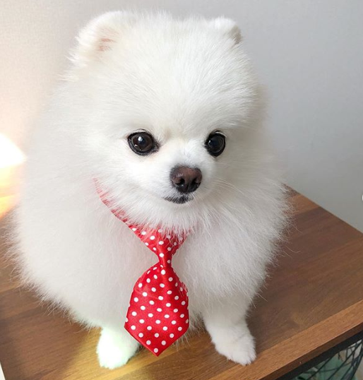 DogEskimon's tweet photo. #dogslover #dogsofinsta  #dogsforlife #dogsmile #dogsarefamily https://t.co/otgSQzyqob