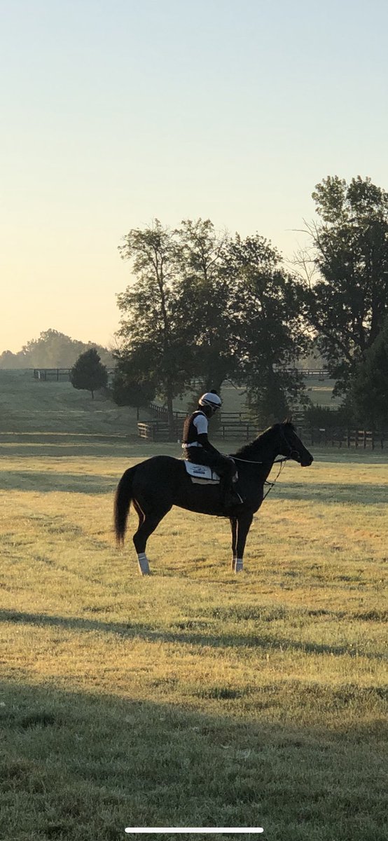 alan_shell's tweet photo. Beautiful morning @MagdalenaFarm, @TheWalkingL Fighting Seabee goes out for a gallop over the turf course.  He looks strong following his stakes win at Saratoga @McPeekRacing @AirdrieStud https://t.co/cqasCt4Alf
