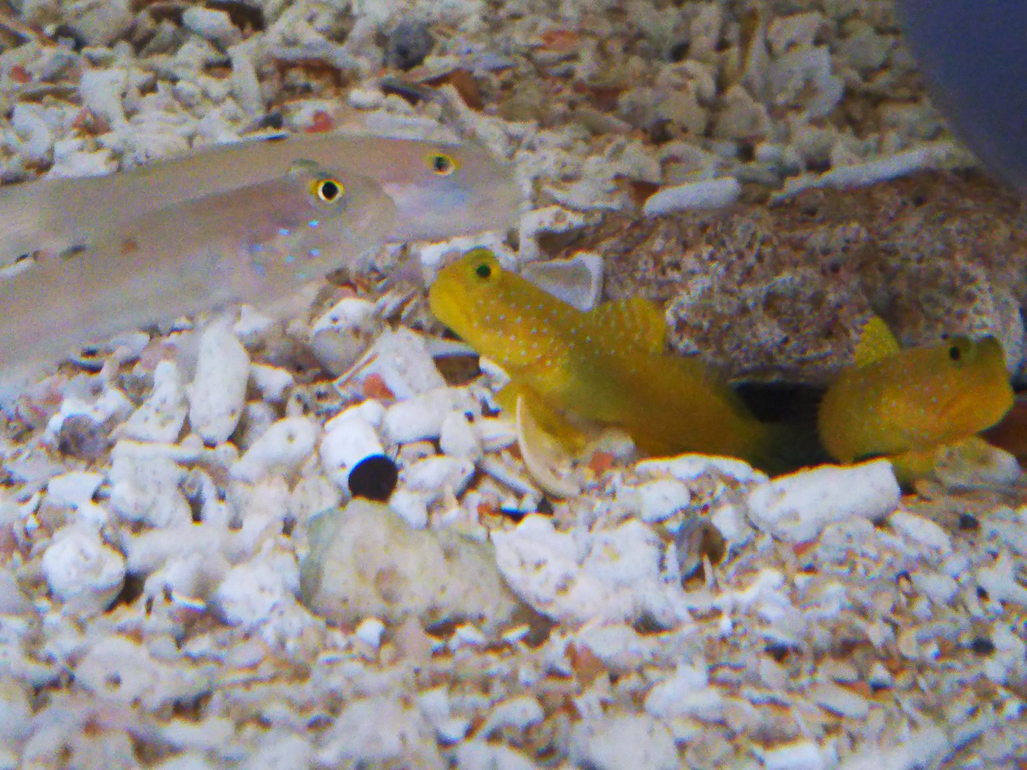 ネこ Fwf 8 9 ミズタマハゼとギンガハゼ ミズタマハゼの巣穴が快適でテッポウエビを捨ててしまったギンガハゼ ミズタマハゼの巣穴を護衛する訳のわから関係になってしまったがそこがかわいい T Co G2rkf5fvu8 Twitter