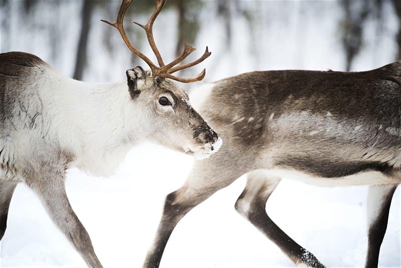 lonelyplanet's tweet photo. Finland has been named the best country to visit for wildlife travel – https://t.co/jD715uzvEa 🐺🐻 https://t.co/NmeUQGFxYB
