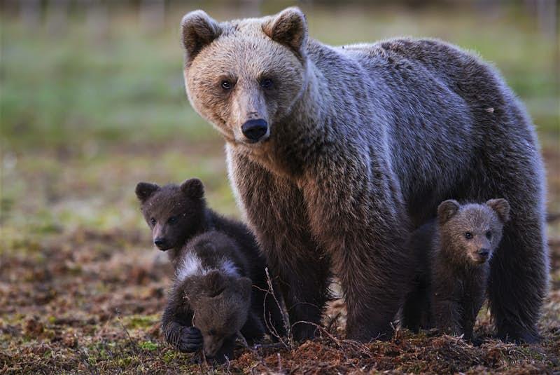 lonelyplanet's tweet photo. Finland has been named the best country to visit for wildlife travel – https://t.co/jD715uzvEa 🐺🐻 https://t.co/NmeUQGFxYB