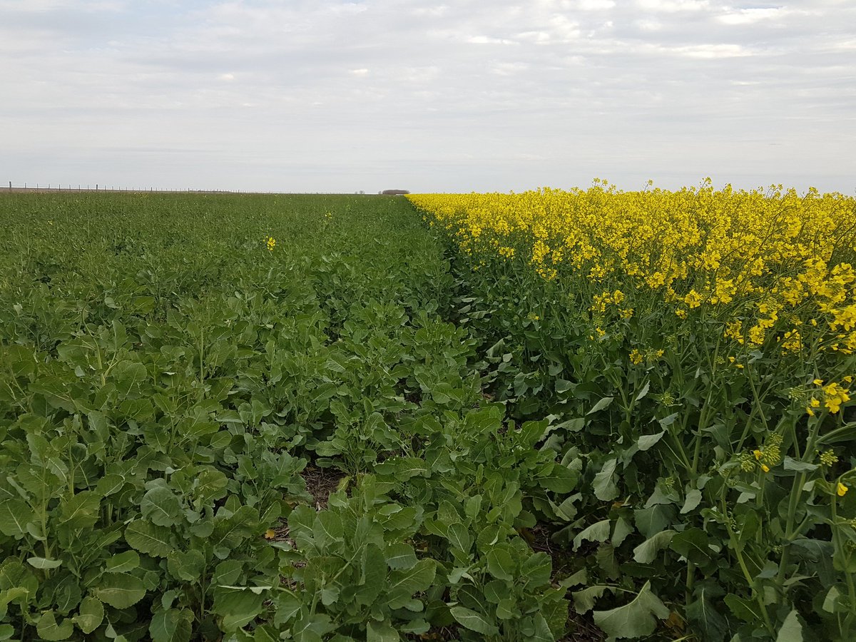 carinata y colza (en El Trebol, Sta Fe)