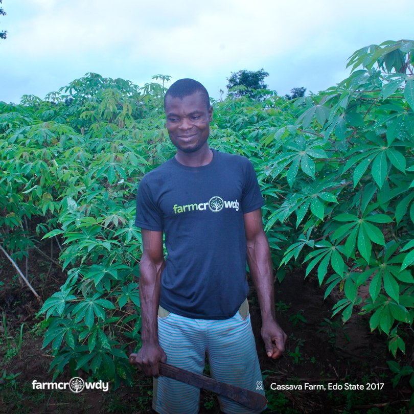 Our Tuesday is looking as good as our cassava farm.

How is your Tuesday looking? Tell us in the comment section.

#FarmUpdates #FarmingFacts #CassavaFarm #Agriculture #Farm