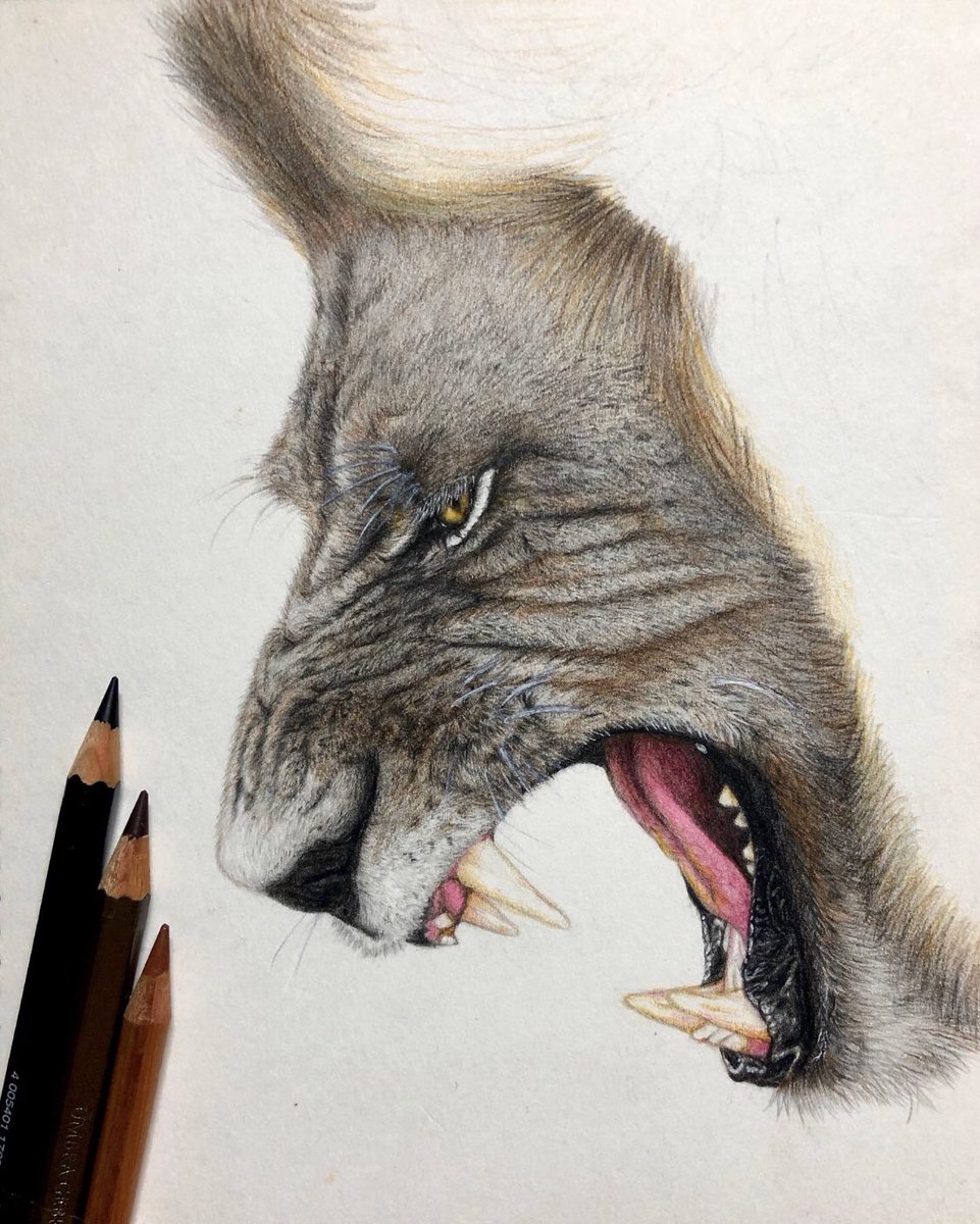 ellebel8511's tweet photo. 노력이 부족하다. 🔥 #lion #coloredpencil 🖍 #coloredpencildrawing #sketching #sketch #pencildrawing #drawing #art #hobby #animal #lionking #artist #ilovesketching #색연필화 #세밀화 #스케치 #드로잉 #사자 #그림 #그림쟁이 #iphonex https://t.co/WVpJkLbgUB