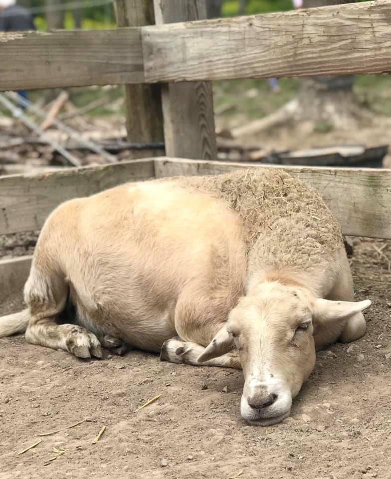 AshasSanctuary's tweet photo. This picture seems to tell us that Mary needs more love and attention. Tomorrow it will be Mary’s day. #ashasanctuary #compassion #rescue #love #animals #friendsnotfood #bekind #bethechange #sweet #baby #sensitive #loveable #safe #happy #loved https://t.co/oogFY1nOA1
