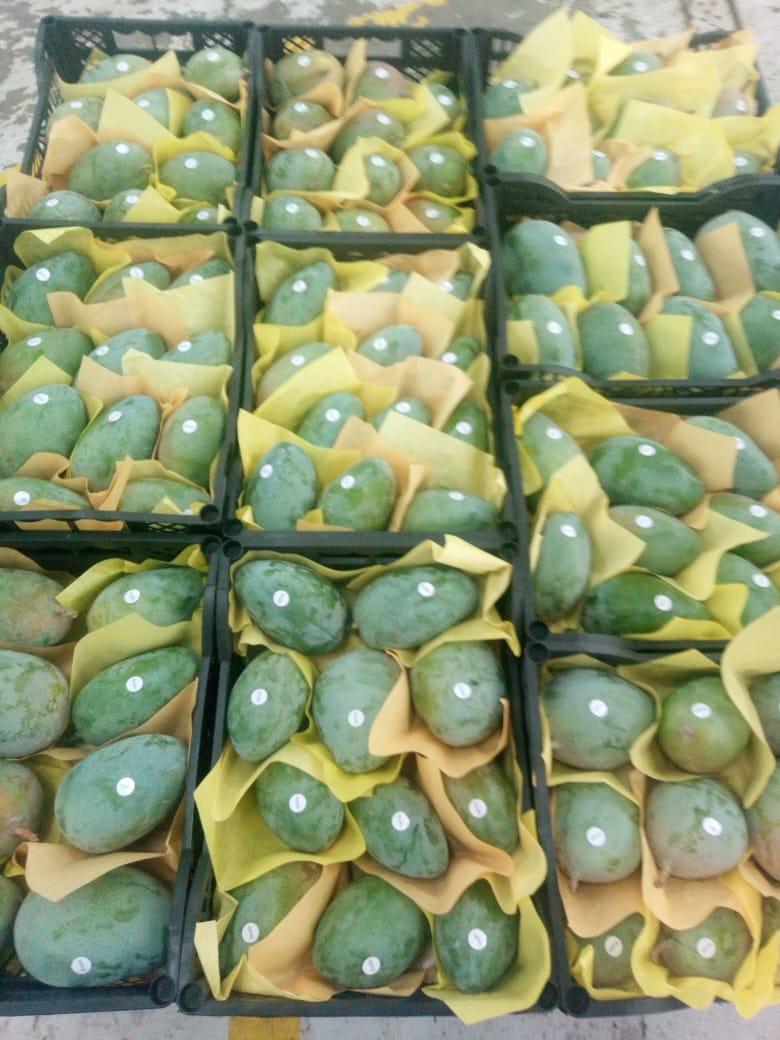 GreenNatureEg's tweet photo. Keitt and Naomi Mangoes Are Available Now In Green Nature.
For All Your Inquiries Dont Hesitate To Contact Us .
Origin :Egypt.
Email : marina.sobhi@gnegypt.com
We Chat : marina_sobhI
Wats App : +20 1033351201
Website : https://t.co/VC0MYVaMkJ https://t.co/EezGQeeD8c