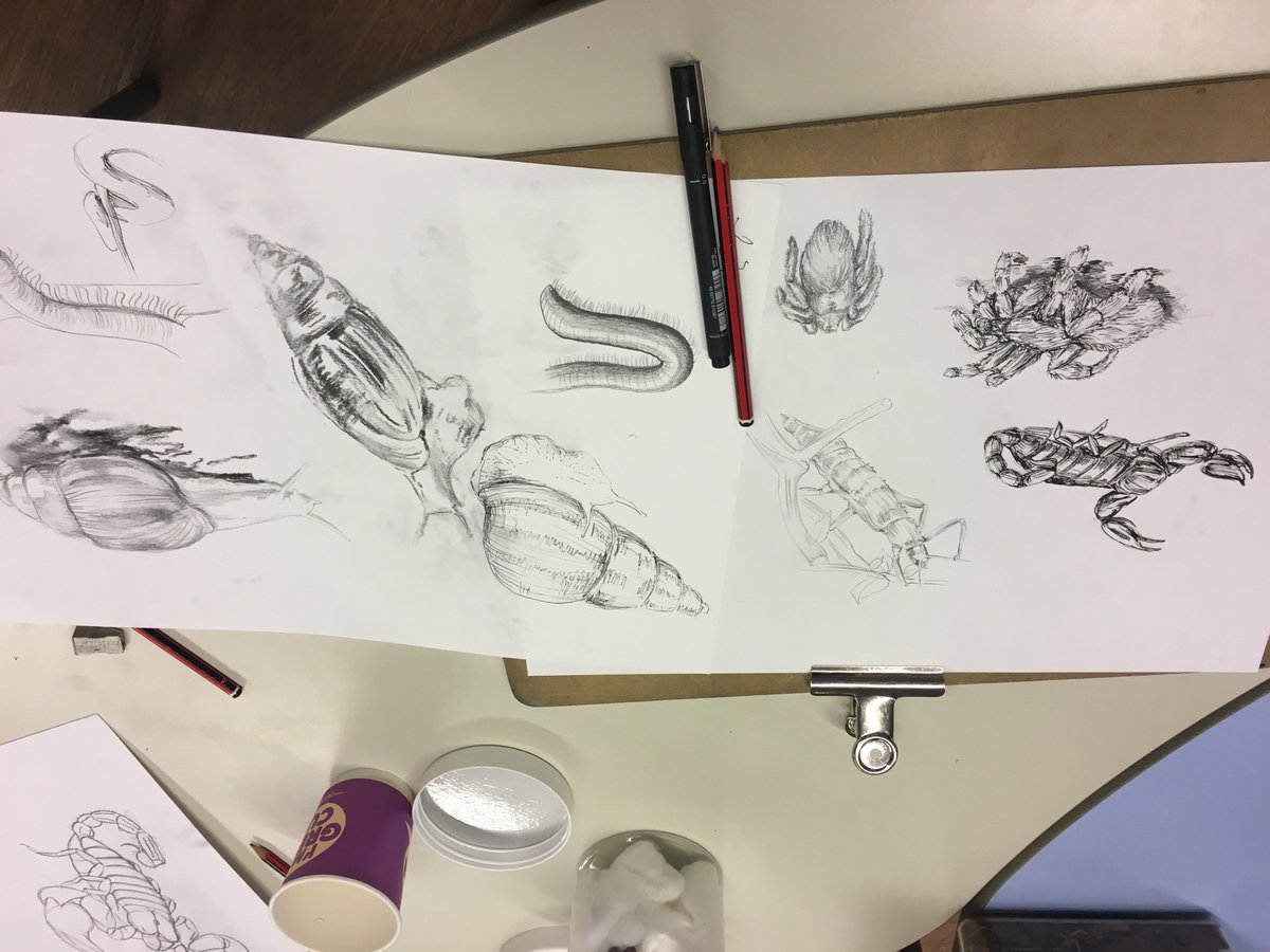 Mission Invertebrate (@morethanbugs) on Twitter photo Last night we got together with <a href="/WildDrawing/">Wild Life Drawing</a> to host a live invertebrate drawing class to encourage people to appreciate invertebrates and their importance but also have a great time creating some masterpieces...
..here are just a few pieces from our artists! Last night we got together with <a href="/WildDrawing/">Wild Life Drawing</a> to host a live invertebrate drawing class to encourage people to appreciate invertebrates and their importance but also have a great time creating some masterpieces...
..here are just a few pieces from our artists!